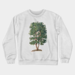 Tree Vintage Botanical Illustration Crewneck Sweatshirt